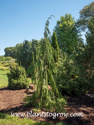 Jubilee Nootka Cypress (Chamaecyparis nootkatensis
This plant is developing the graceful pendulous branches.